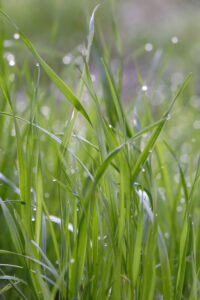 Wheat Grass Slows Aging Process